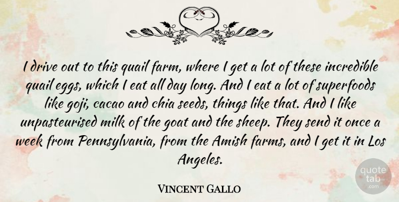 Vincent Gallo Quote About Sheep, Eggs, Long: I Drive Out To This...