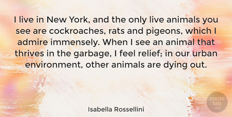 Isabella Rossellini Quote About Admire, Rats, Thrives, Urban: I Live In New York...