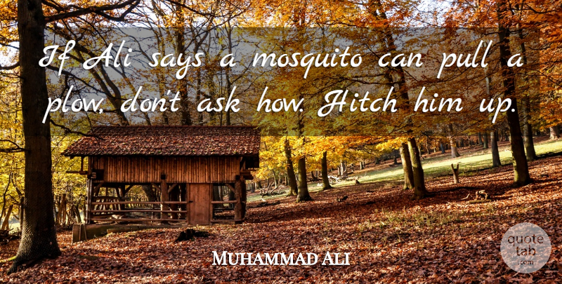 Muhammad Ali Quote About Boxing, Cassius, Mosquitoes: If Ali Says A Mosquito...