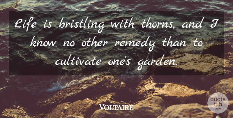 Voltaire Quote About Acceptance, Garden, Thorns: Life Is Bristling With Thorns...