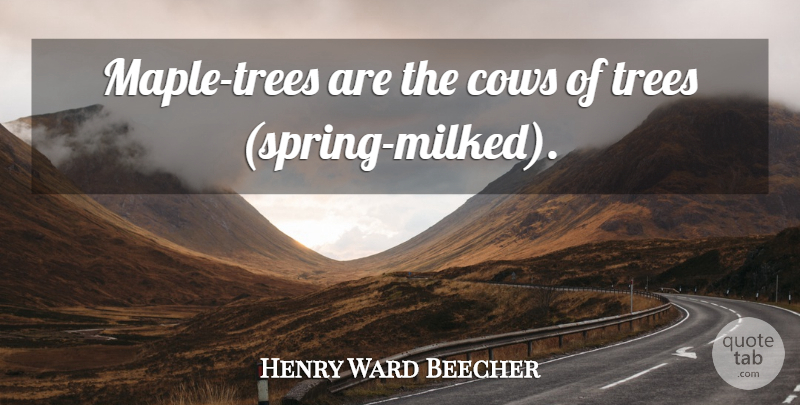 Henry Ward Beecher Quote About Spring, Tree, Cows: Maple Trees Are The Cows...