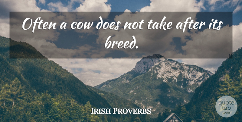 Irish Proverbs Quote About Cow, Proverbs: Often A Cow Does Not...