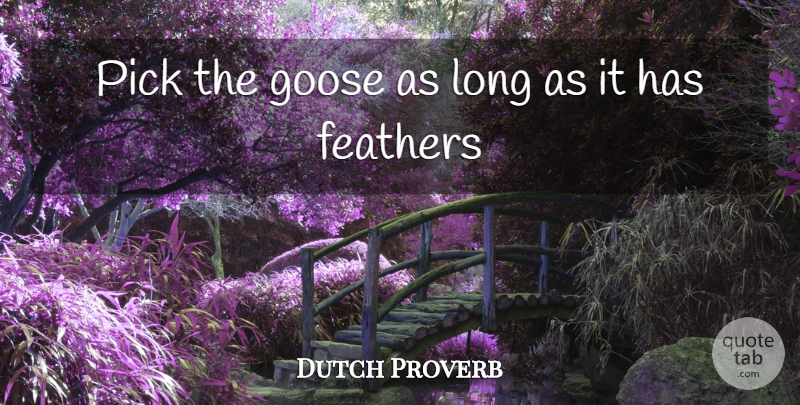 Dutch Proverb Quote About Feathers, Goose, Pick: Pick The Goose As Long...