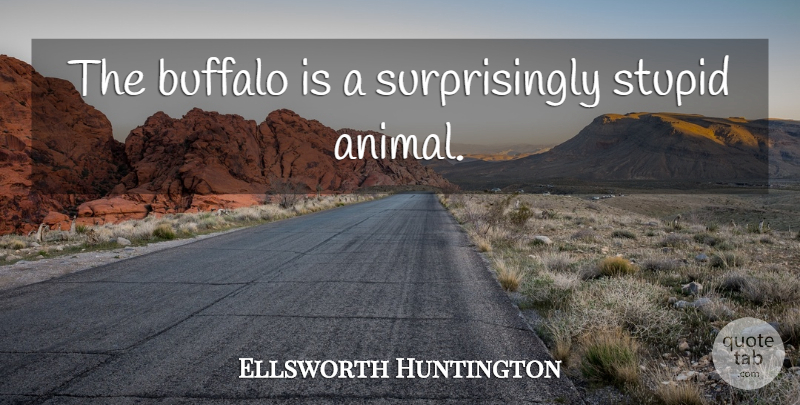 Ellsworth Huntington Quote About Funny, Stupid, Animal: The Buffalo Is A Surprisingly...
