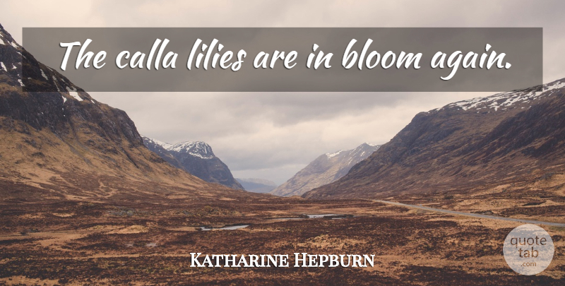 Katharine Hepburn Quote About Lilies, Callas: The Calla Lilies Are In...