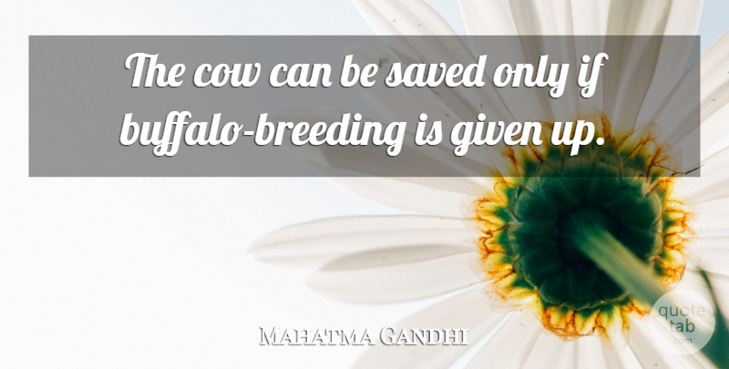 Mahatma Gandhi Quote About Cows, Buffalo, Given: The Cow Can Be Saved...
