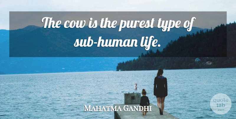 Mahatma Gandhi Quote About Cows, Type, Human Life: The Cow Is The Purest...
