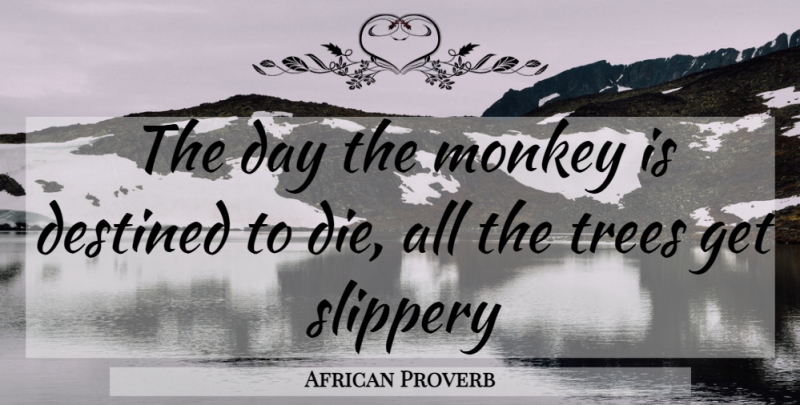 African Proverb Quote About Destined, Monkey, Slippery, Trees: The Day The Monkey Is...