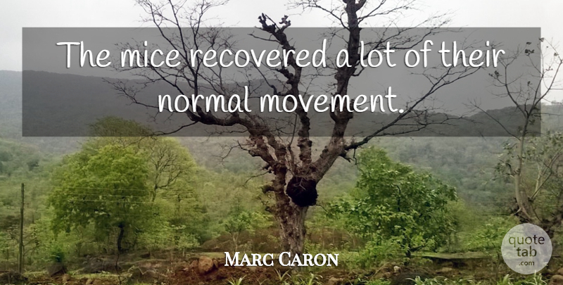 Marc Caron Quote About Mice, Normal, Recovered: The Mice Recovered A Lot...
