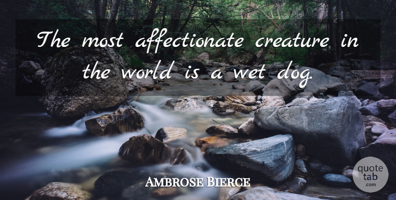 Ambrose Bierce Quote About Funny, Dog, Humor: The Most Affectionate Creature In...