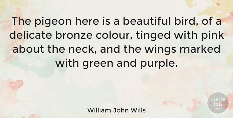 William John Wills Quote About Bronze, Delicate, Marked, Pigeon, Pink: The Pigeon Here Is A...