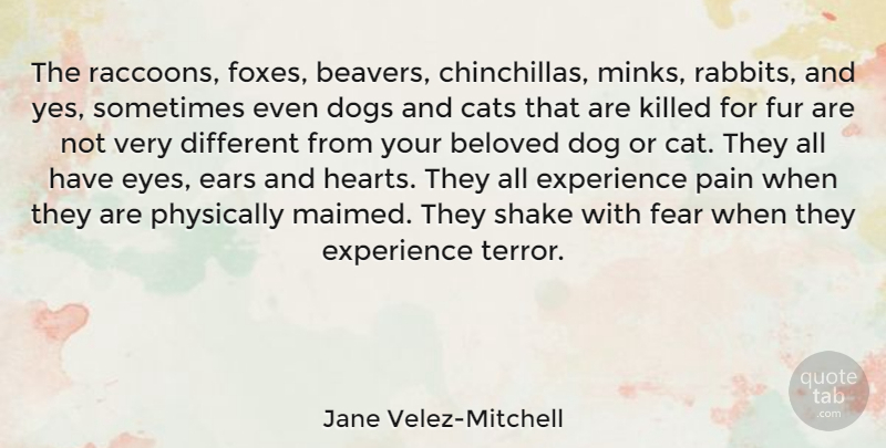 Jane Velez-Mitchell Quote About Beloved, Cats, Dog, Dogs, Ears: The Raccoons Foxes Beavers Chinchillas...