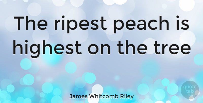 James Whitcomb Riley Quote About Tree, Fruit, Peaches: The Ripest Peach Is Highest...