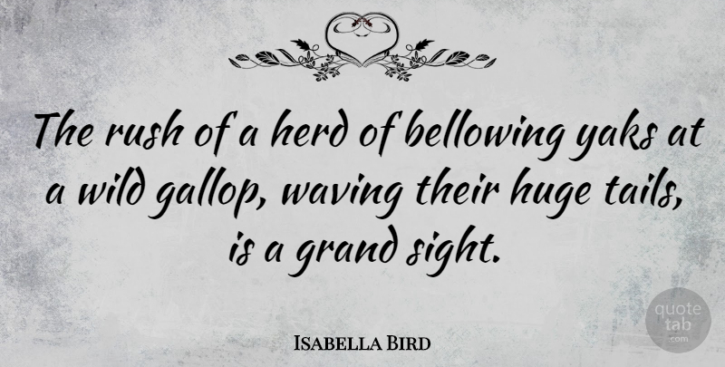 Isabella Bird Quote About Grand, Herd, Huge, Rush, Waving: The Rush Of A Herd...