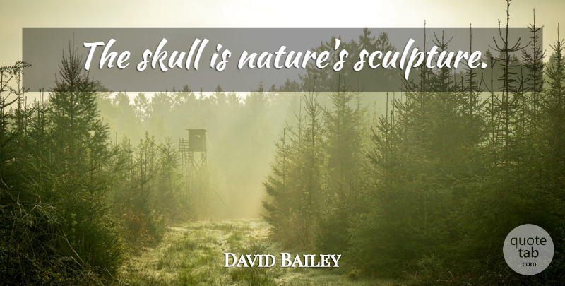 David Bailey Quote About Skulls, Sculpture: The Skull Is Natures Sculpture...