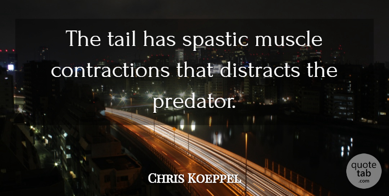 Chris Koeppel Quote About Muscle, Tail: The Tail Has Spastic Muscle...