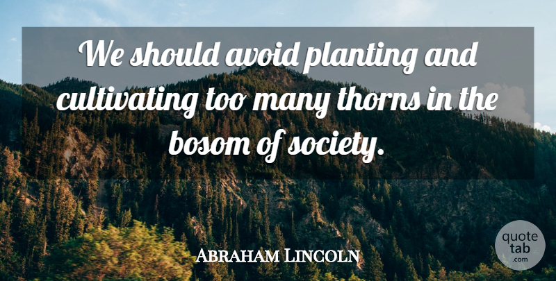 Abraham Lincoln Quote About Thorns, Should, Cultivating: We Should Avoid Planting And...