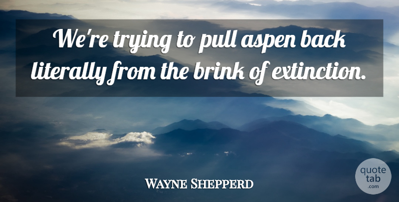 Wayne Shepperd Quote About Aspen, Brink, Literally, Pull, Trying: Were Trying To Pull Aspen...