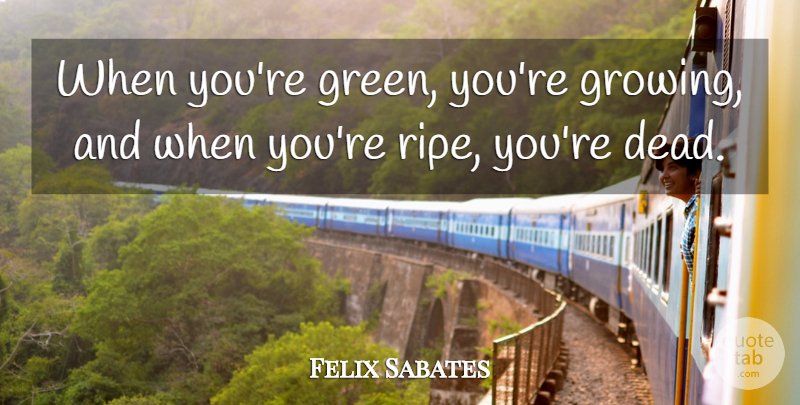 Felix Sabates Quote About undefined: When Youre Green Youre Growing...